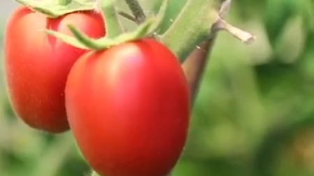 Pod grown tomatoes