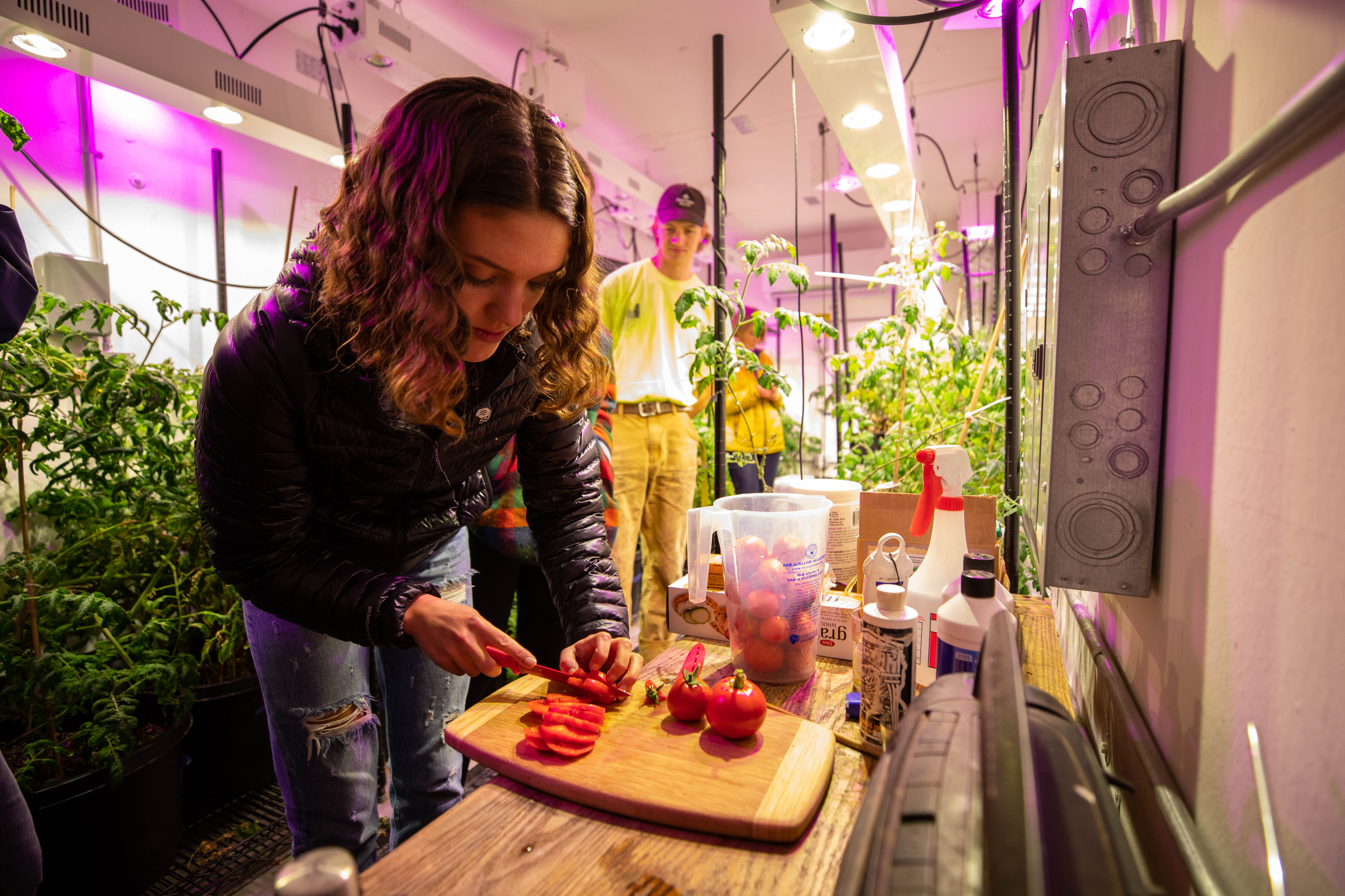 Students harvest ripe tomatoes from the Grow Pod, a project from the Office of Sustainability, on Friday, Jan. 11, 2019, at the University of Oregon in Eugene, Oregon.