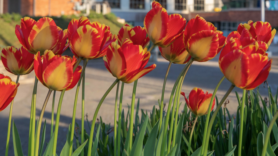 tulips on uo campus