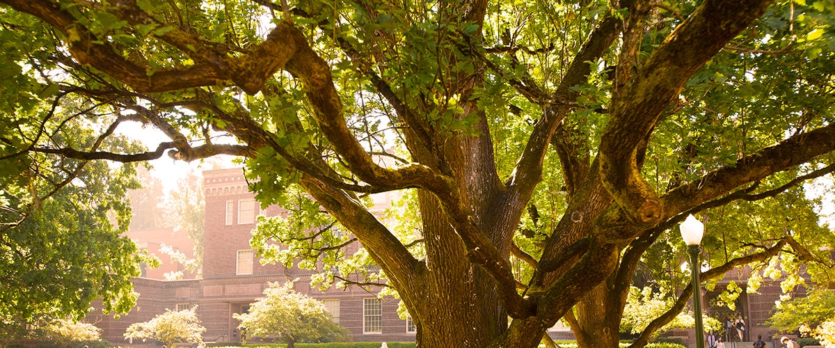 Tree on Campus