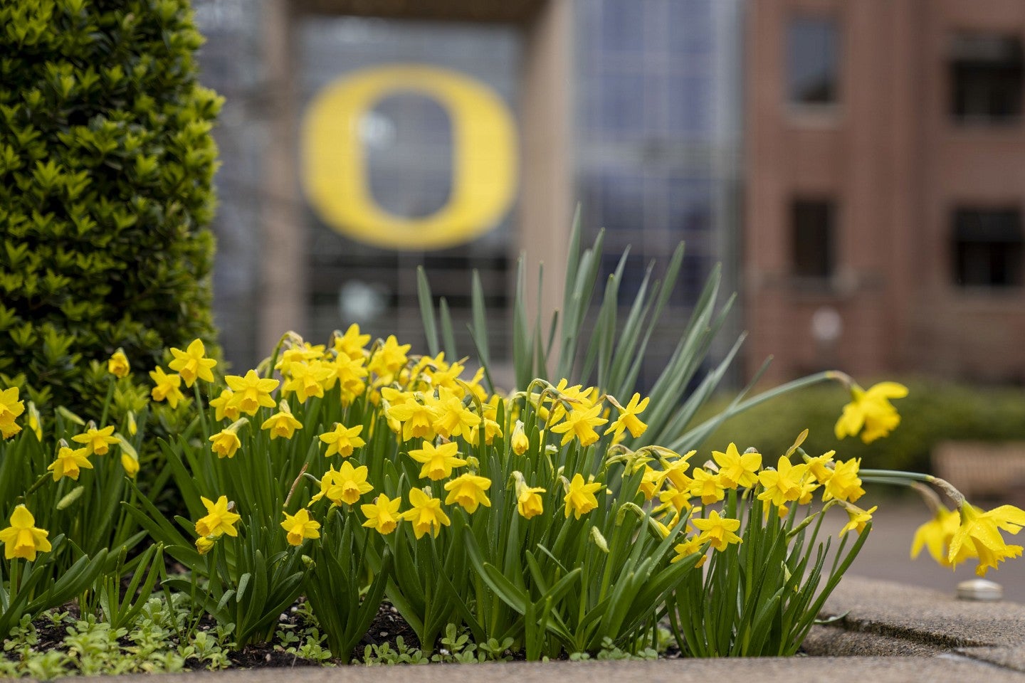 Daffodils in foreground and Lillis Hall with it's iconic "O" in the background on the UO campus.