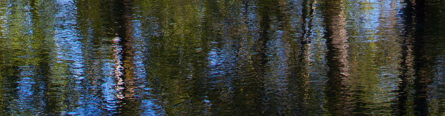 Water reflecting nearby trees