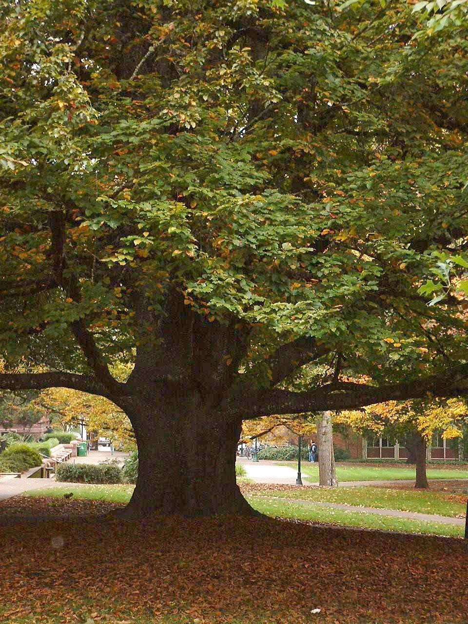 Beech Tree