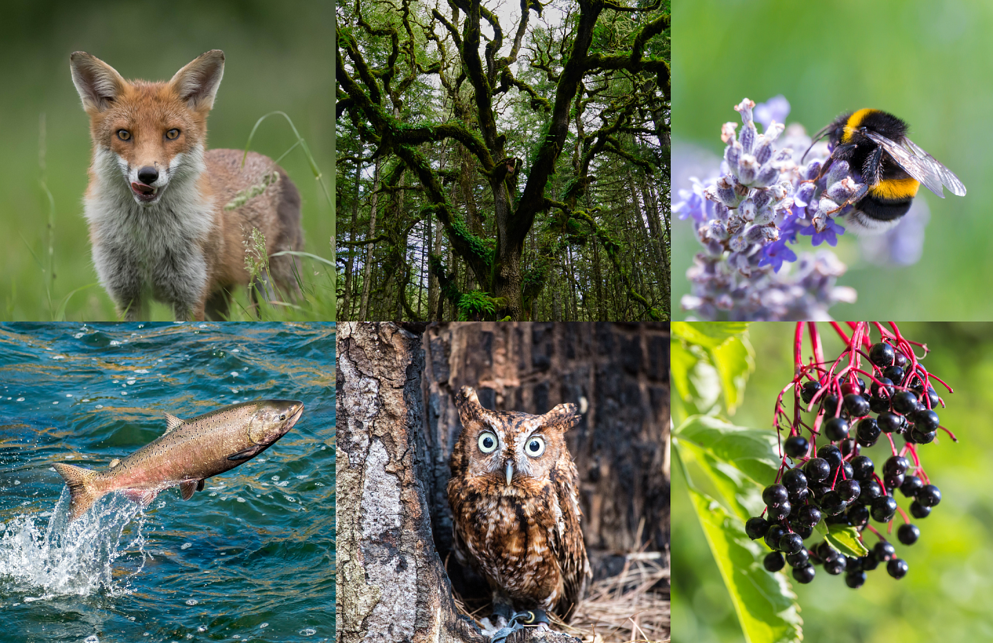 Collage of a fox, bumblebee, salmon, oak tree, elderberry, and owl.