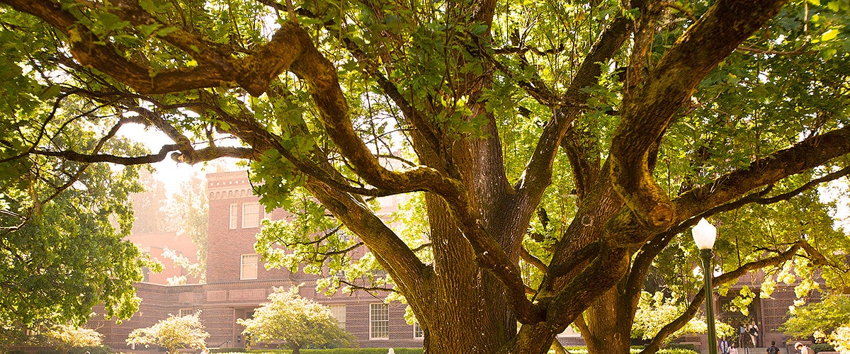Tree on Campus