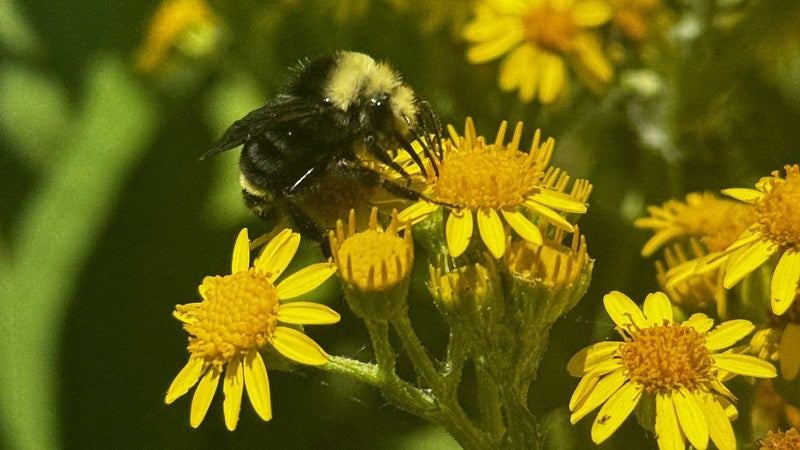 Bumble bee interacting with a Tansy Ragwort flower