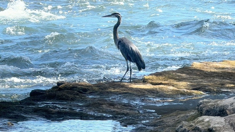 blue heron on Fossil Beach shore