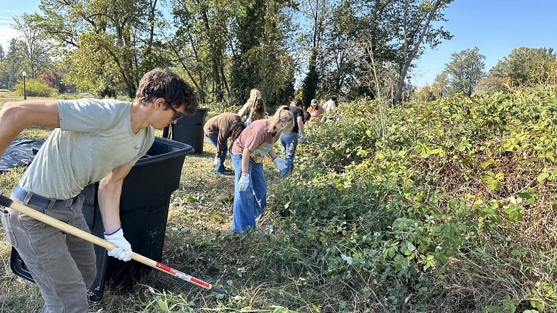 Volunteers removing invasive blackberry plants