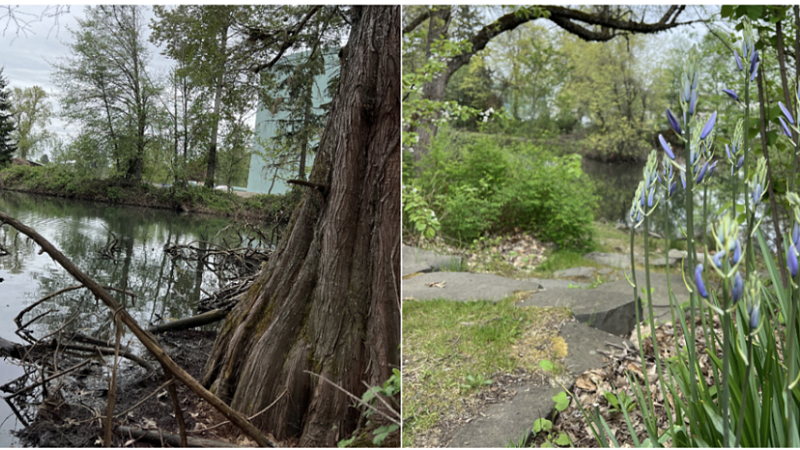 Image of native vegetation and water at the Millpond site