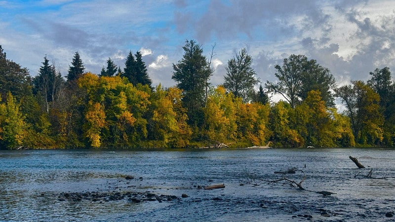 Trees along the Willamette River