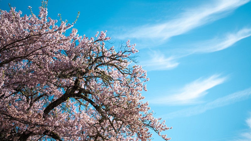A campus tree covered in pink blossoms against a blue sky with white clouds.