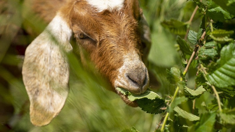 A goat grazing on a leaf