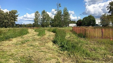 A grassland section of the WRNA, with mowed rows and fencing for research purposes.