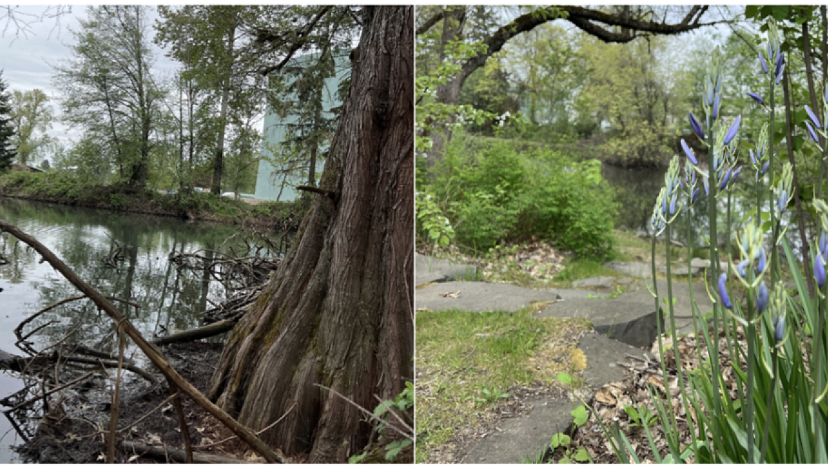Image of native vegetation and water at the Millpond site