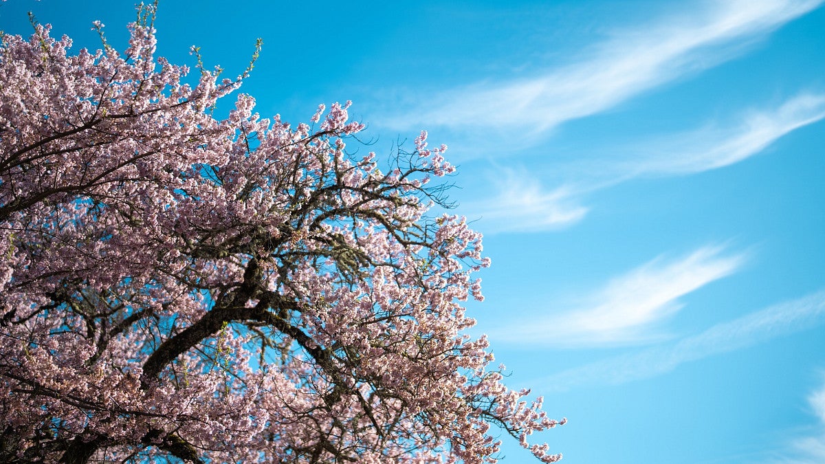 A campus tree covered in pink blossoms against a blue sky with white clouds.