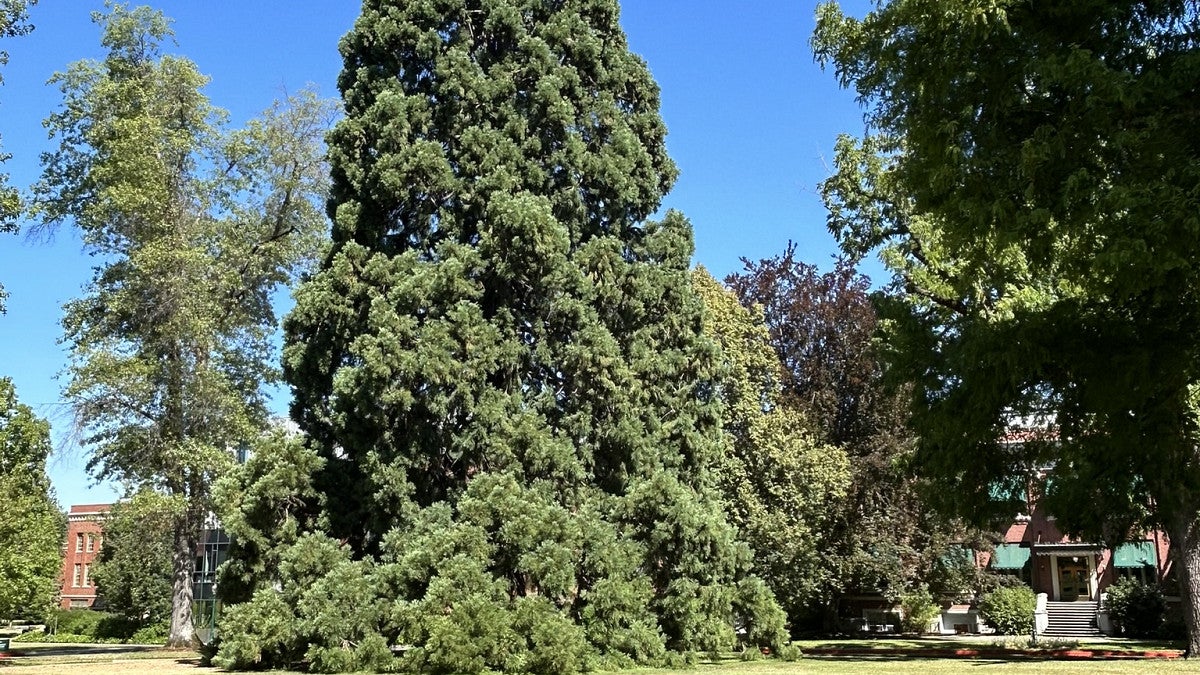 Sitka spruce tree in the Women's Memorial Quad.