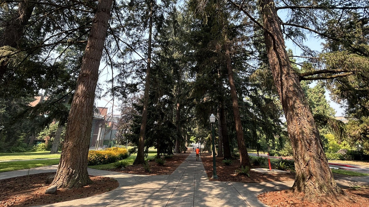 University Walk Axis and iconic Douglas fir trees.