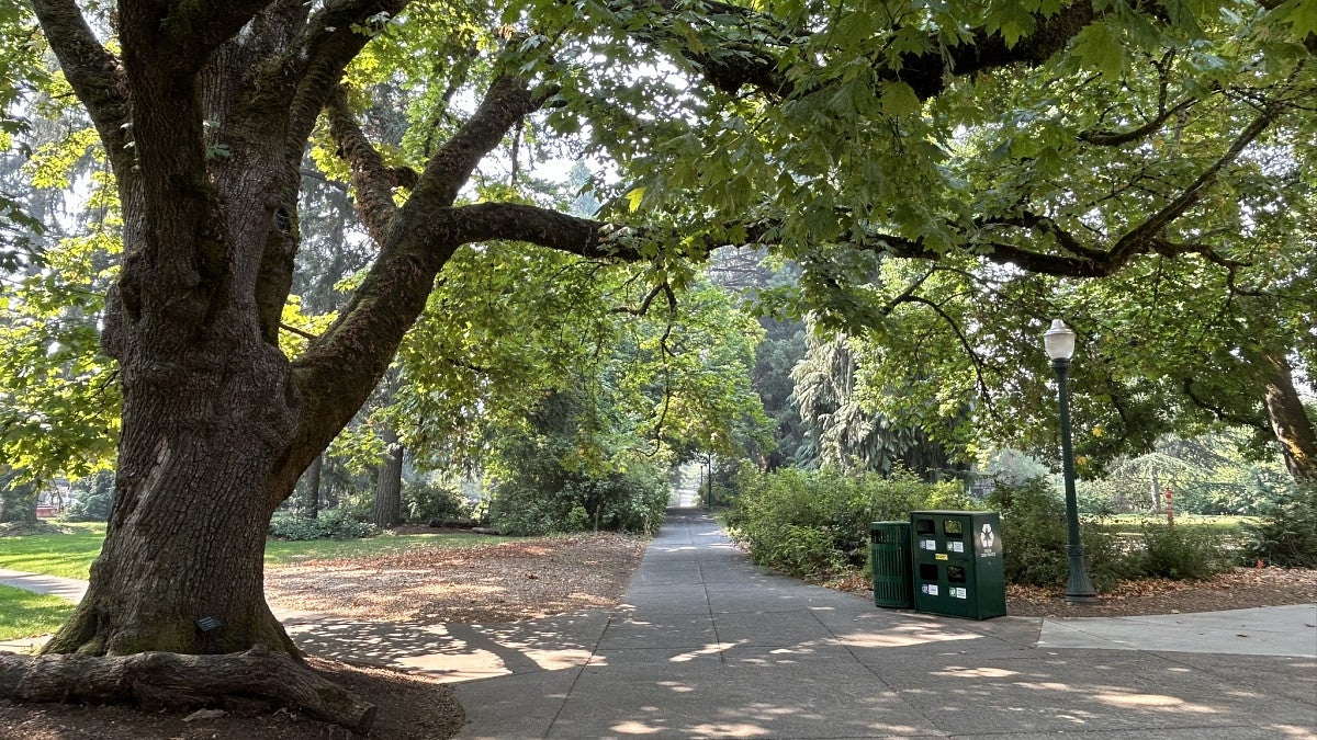 Mature tree in the memorial quad.