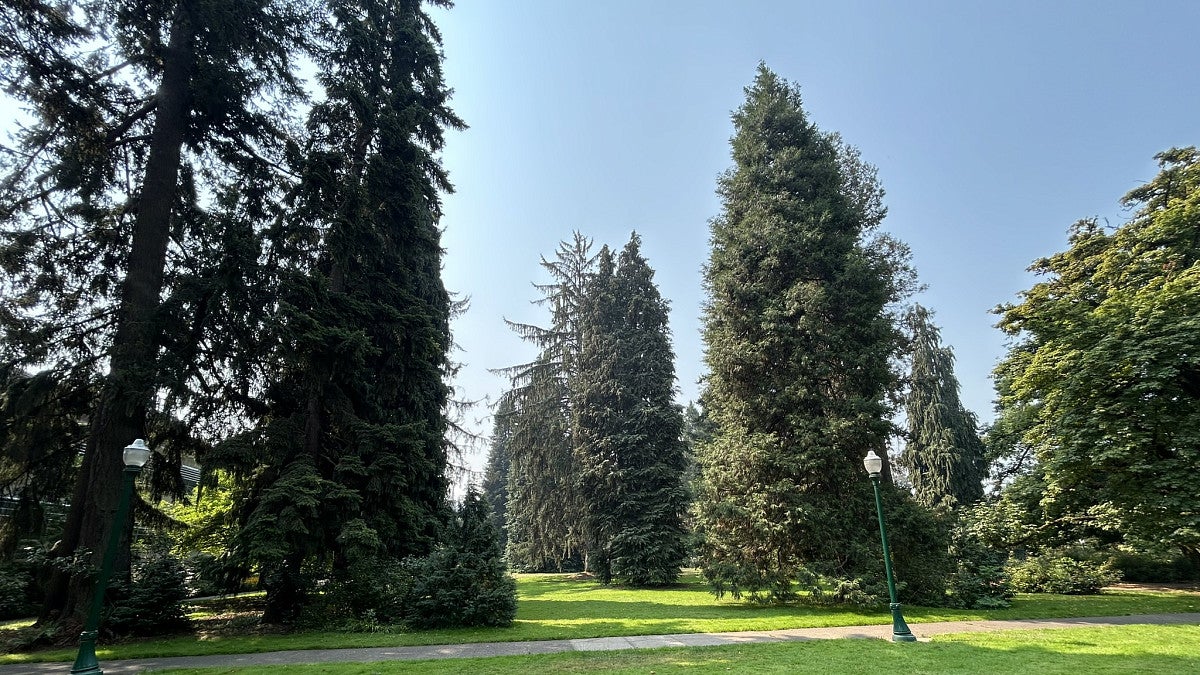 Mature trees in the Old Memorial Quad