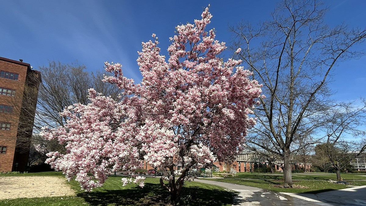Magnolia tree along the promenade. 