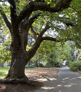 Tree in the Old Campus Quad