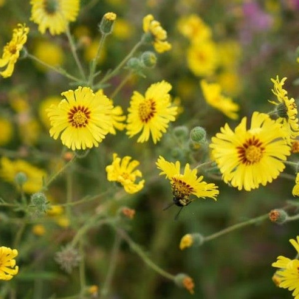 Yellow flowers blooming on WRNA prairie.