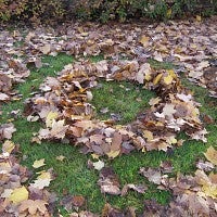 Fallen leaves in the shape of an "O"